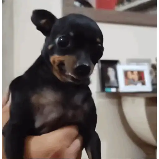 Figurinha: Cachorro Minha Vendo Algo