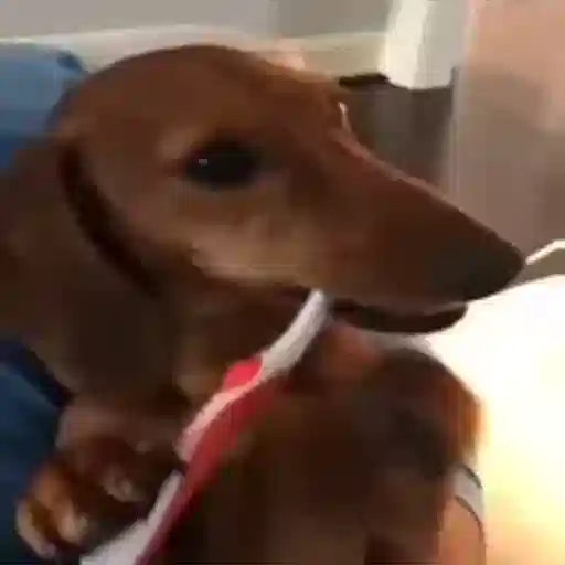 Figurinha: Cachorro escovando os dentes