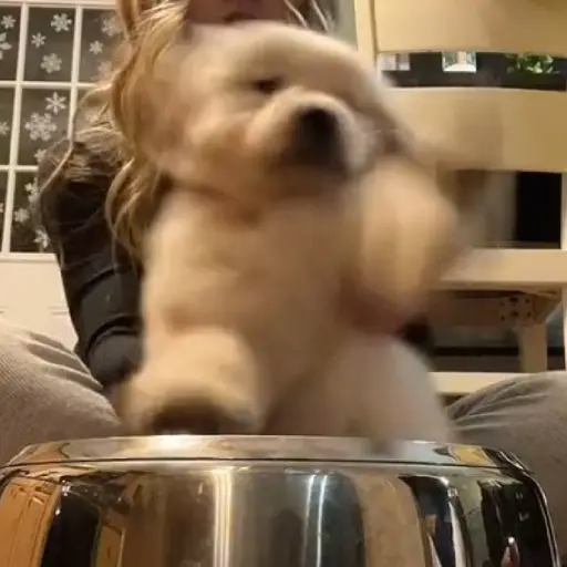Figurinha: Cachorrinho Fofo Dançando