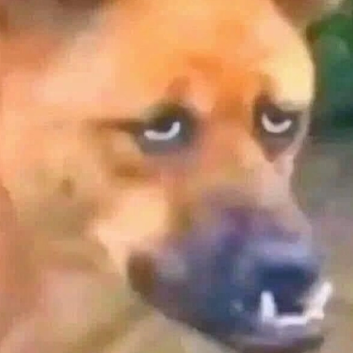 Figurinha: Cachorro com cara de deboche