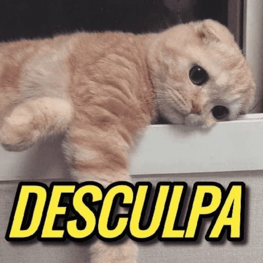 Figurinha: Gatinho pedindo desculpa