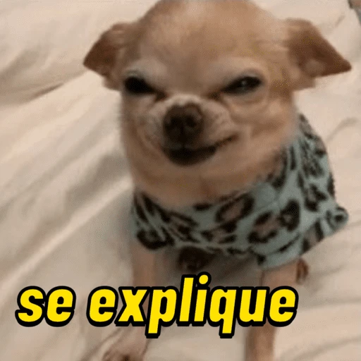 Figurinha: Cachorro Chihuahua "Se Explique"