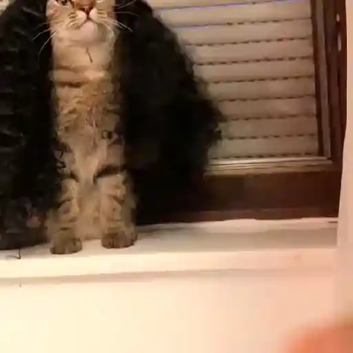 Figurinha: Gato com peruca cacheada
