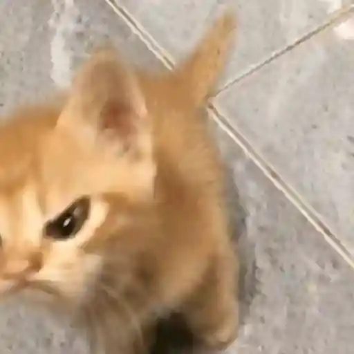 Figurinha: Gatinho zangado