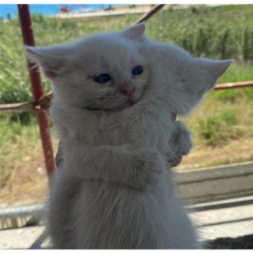 Figurinha: Gatinhos brancos abraçados