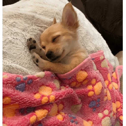 Figurinha: Cachorrinho dormindo