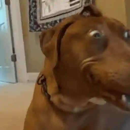 Figurinha: Cachorro assustado