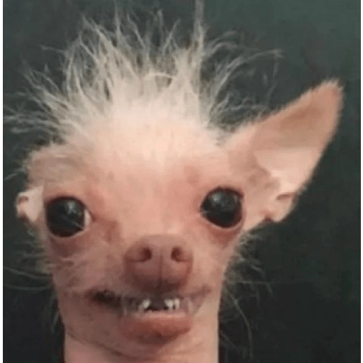 Figurinha: Cachorro feio engraçado