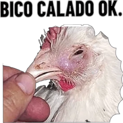 Figurinha: Bico Calado OK