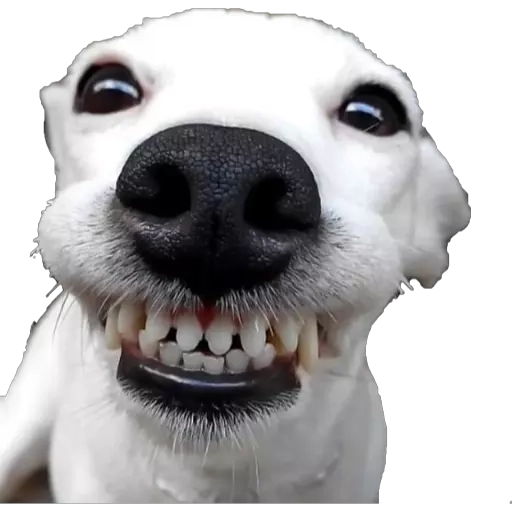 Figurinha: Cachorro mostrando os dentes