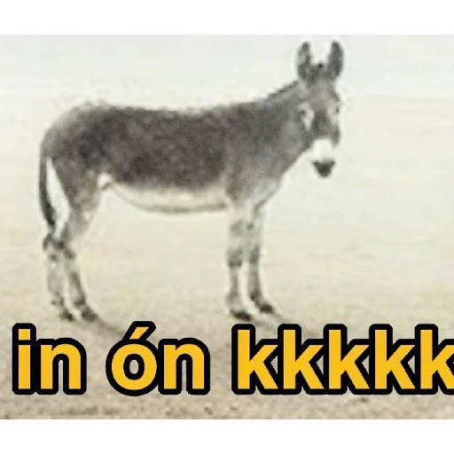 Figurinha: Burro "in on"