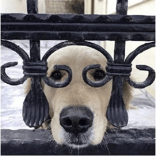 Figurinha: Cachorro atrás das grades