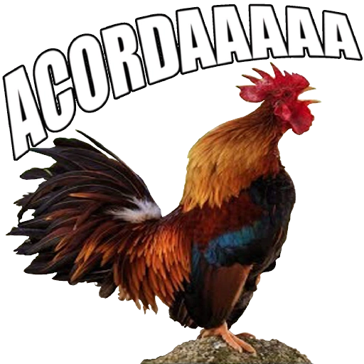 Figurinha: Galo Acordando