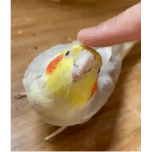 Figurinha: Calopsita Adorável Pedindo Carinho