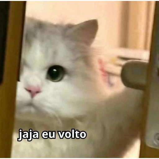 Figurinha: Gatinho diz "já já eu volto"