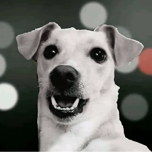 Figurinha: Cachorro feliz