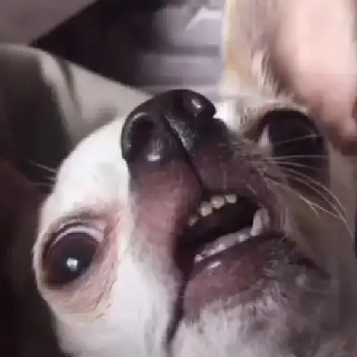 Figurinha: Cachorro Debochado