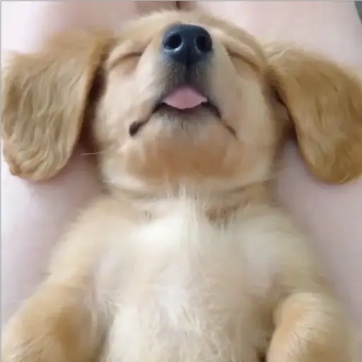 Figurinha: Cachorrinho dormindo com a língua pra fo