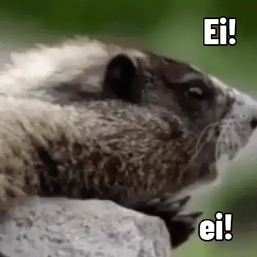 Figurinha: Marmota Gritando Ei!