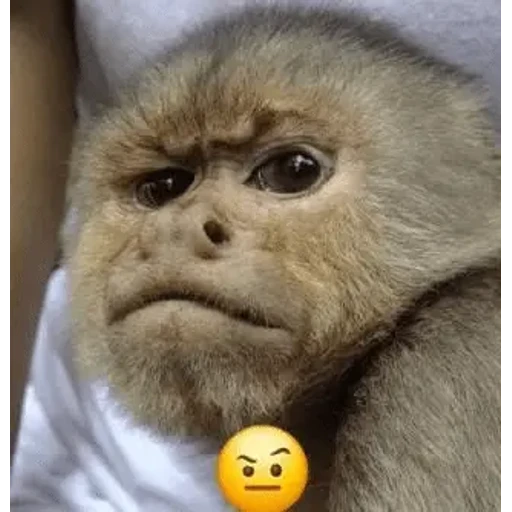 Figurinha: Macaco bravo