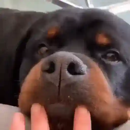 Figurinha: Rottweiler carinhoso