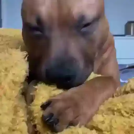 Figurinha: Cachorro com sono