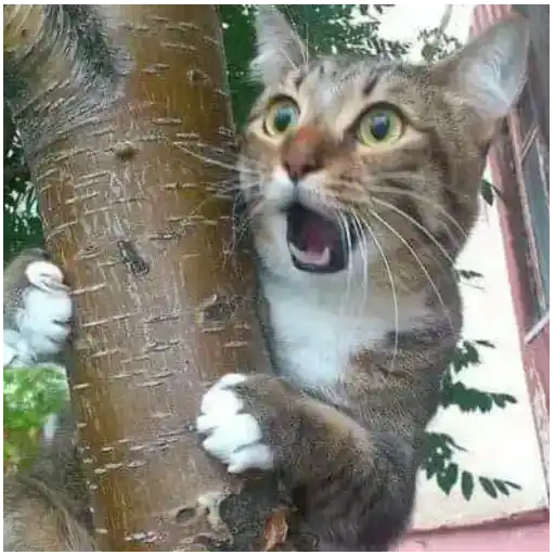 Figurinha: Gato Assustado na Árvore
