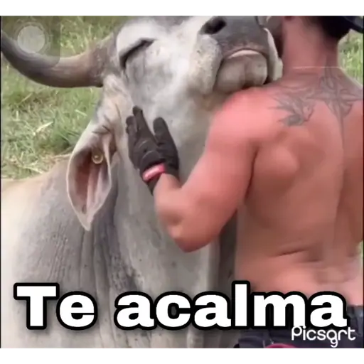 Figurinha: Vaca e humano: carinho!