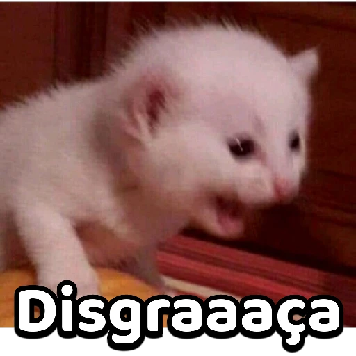 Figurinha: Gatinho miando "Disgraça"