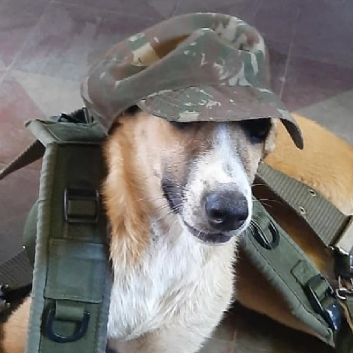 Figurinha: Cachorro fardado