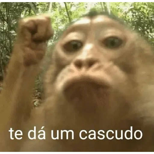 Figurinha: Macaco vai te dar um chaco