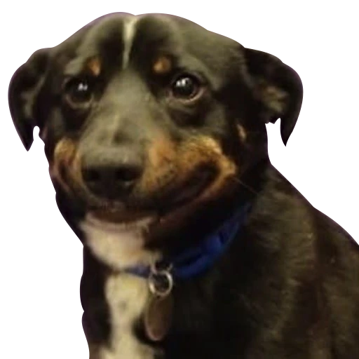 Figurinha: Cachorro com sorriso suspeito