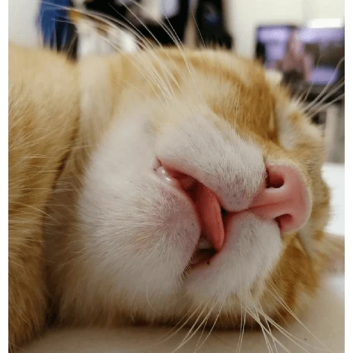 Figurinha: Gato dormindo com a língua pra fora