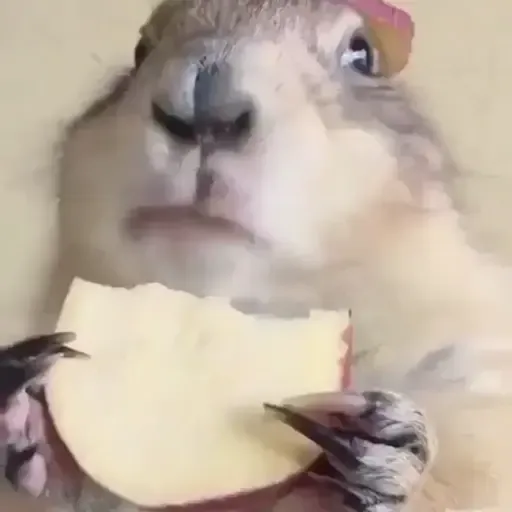 Figurinha: Roedor comendo maçã