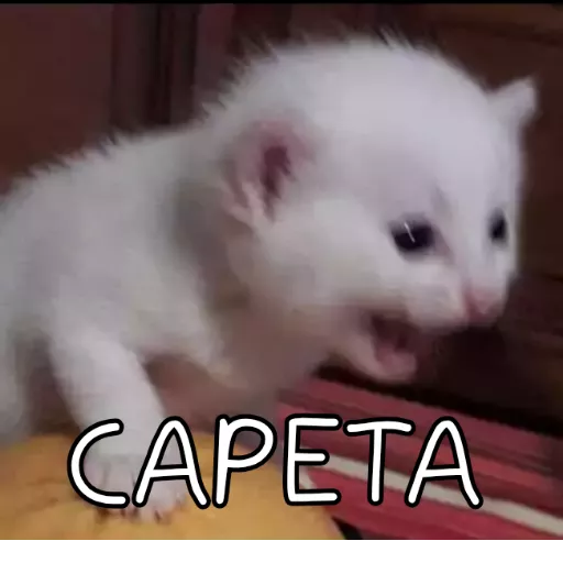 Figurinha: Gatinho Fofo