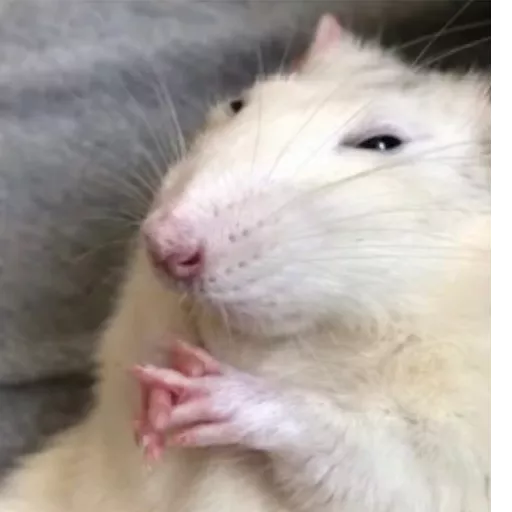 Figurinha: Rato pensativo