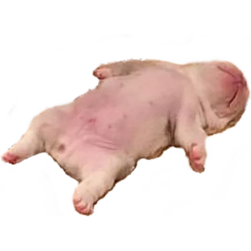 Figurinha: Cachorrinho fofo dormindo