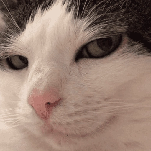 Figurinha: Gato com cara de sono