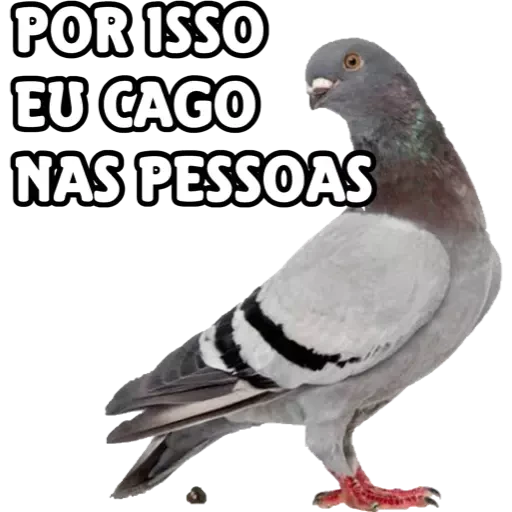 Figurinha: Pombo caga nas pessoas