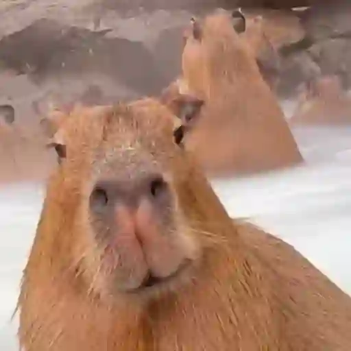 Figurinha: Capivara relaxando na água