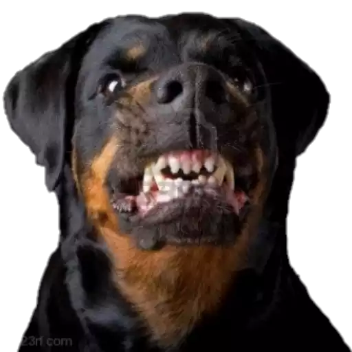Figurinha: Cachorro Rottweiler bravo