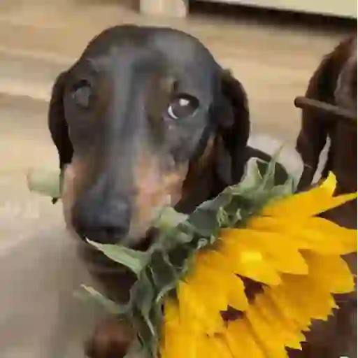 Figurinha: Cachorro Dachshund com Girassol