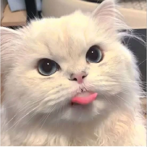 Figurinha: Gatinho Fofo Lambendo os Lábios