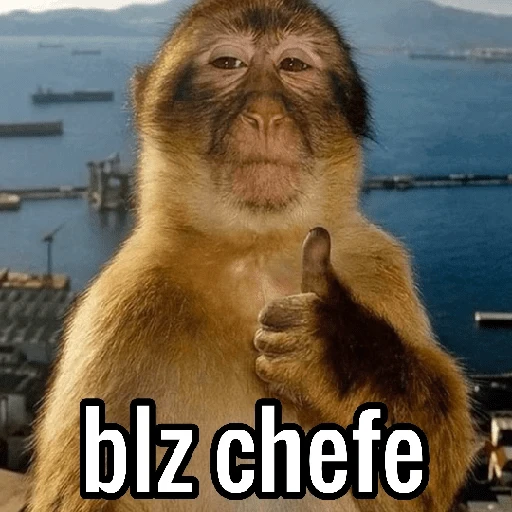Figurinha: Macaco blz chefe