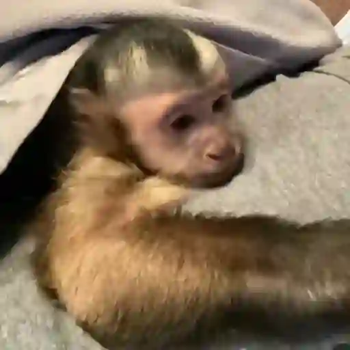 Figurinha: Macaco se escondendo no cobertor