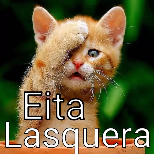 Figurinha: Gatinho Eita Lasquera