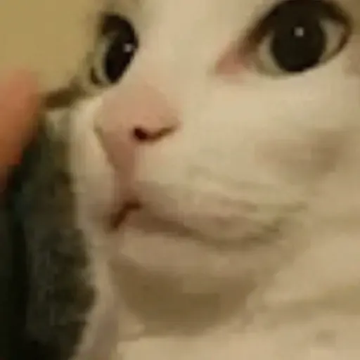 Figurinha: Gatinho recebendo carinho