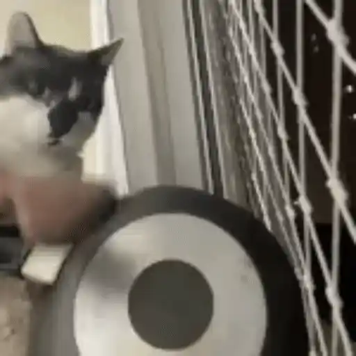 Figurinha: Gato tocando em gongue