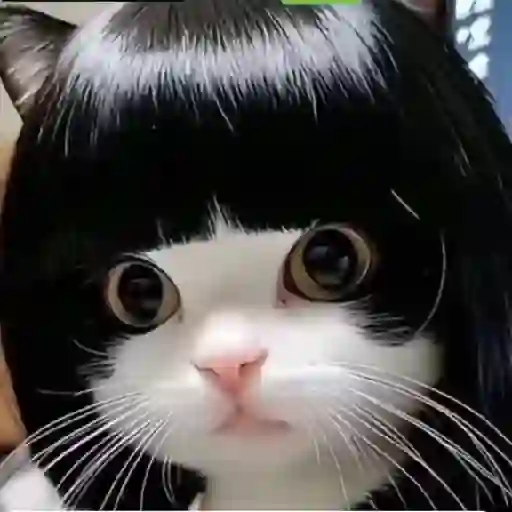 Figurinha: Gato com peruca piscando