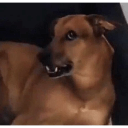 Figurinha: Cachorro bravo